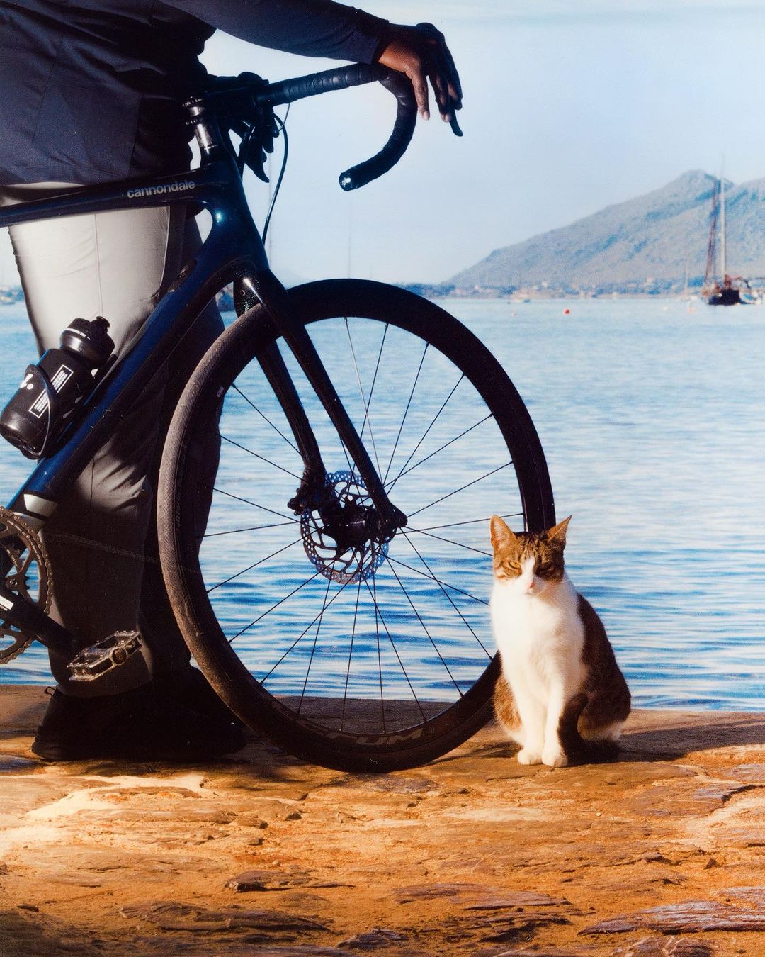 Road bike and tabby cat on a stone pier with a background featuring a calm body of water, mountains, and a clear sky.