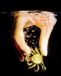 Underwater shot of a hand holding a metallic gold crab with rising bubbles against a dark background by Tonje Thilesen.