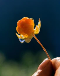 Close-up of a bright orange cloudberry with glistening water droplets held by fingertips against a dark background