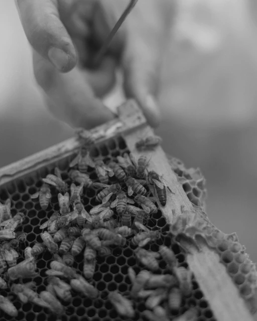 Black and white image of a beekeeper's hand holding a frame covered in bees and honeycomb, with a blurry background.