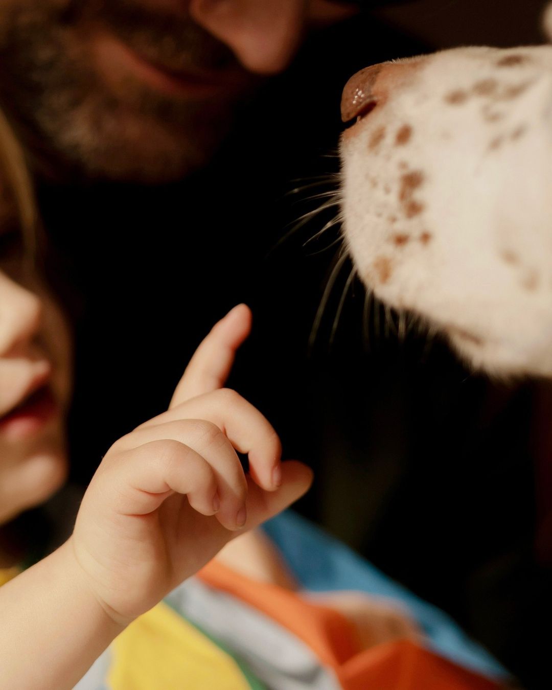 Close up of toddler touching dog's nose as adult watches, focus on child's hand and dog's snout with brown spots on white fur.