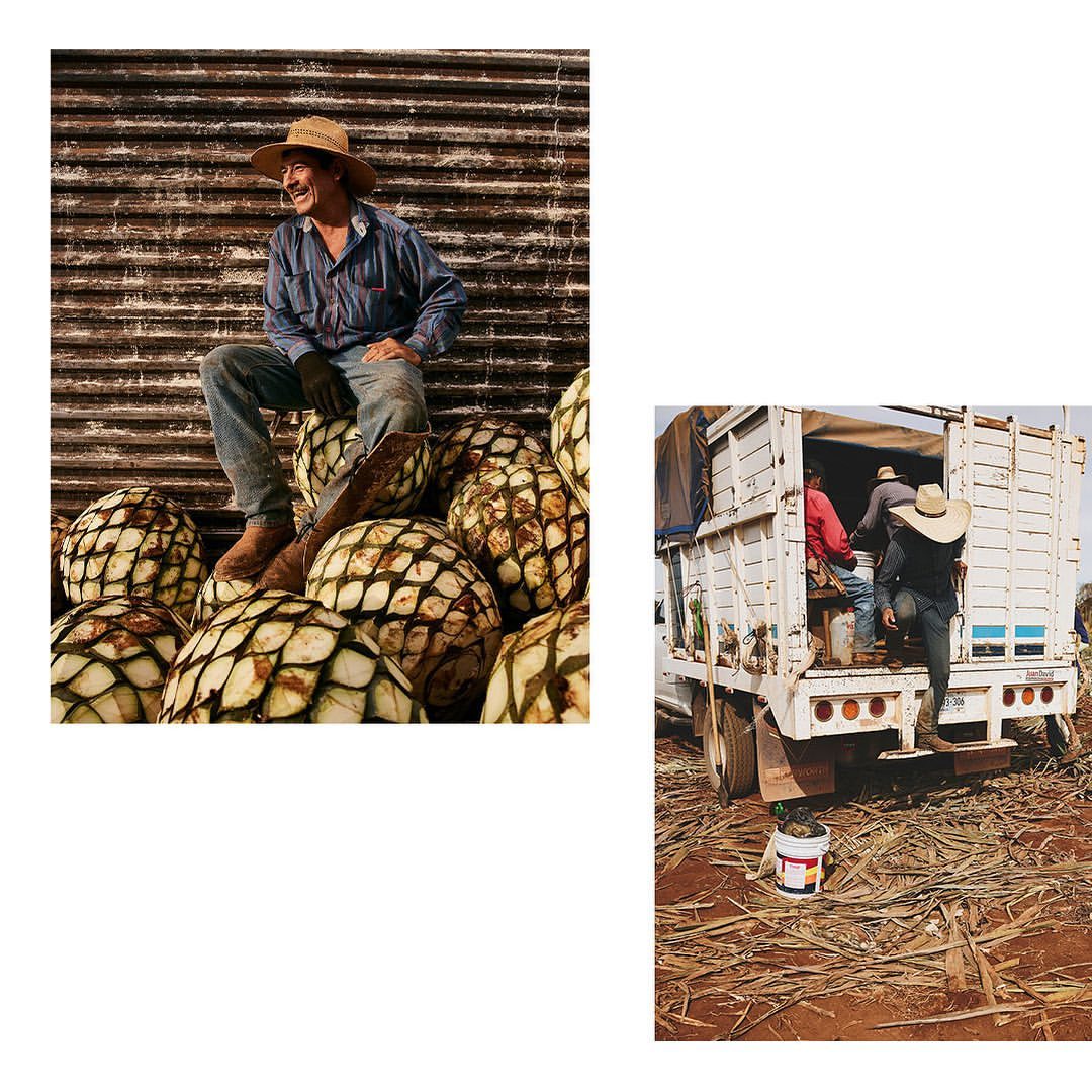 A man in a straw hat sitting on agave plants next to a truck loaded with workers harvesting agave in a field of agave stalks.