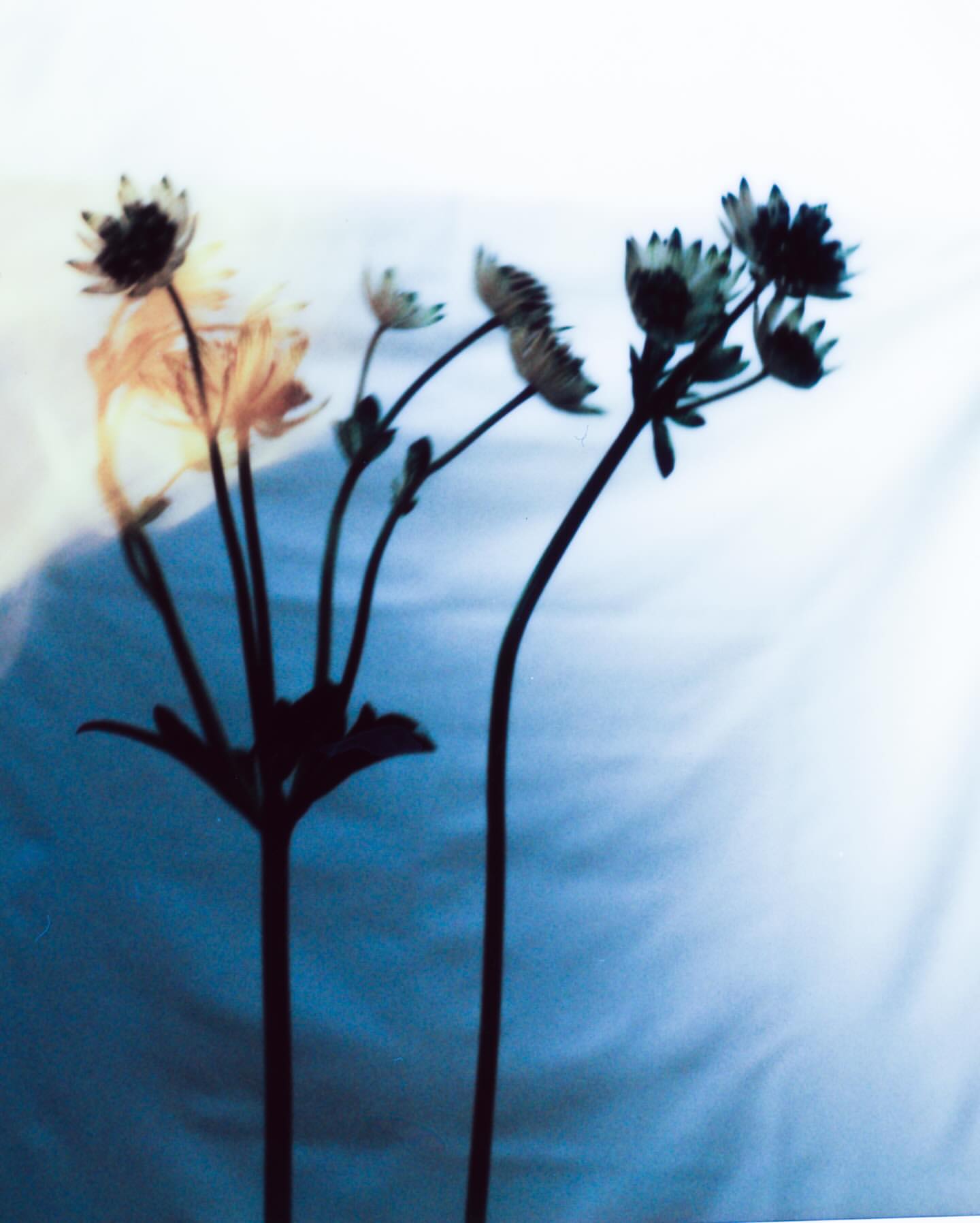 Silhouetted flower stems with white blossoms against a gradient blue and white background.
