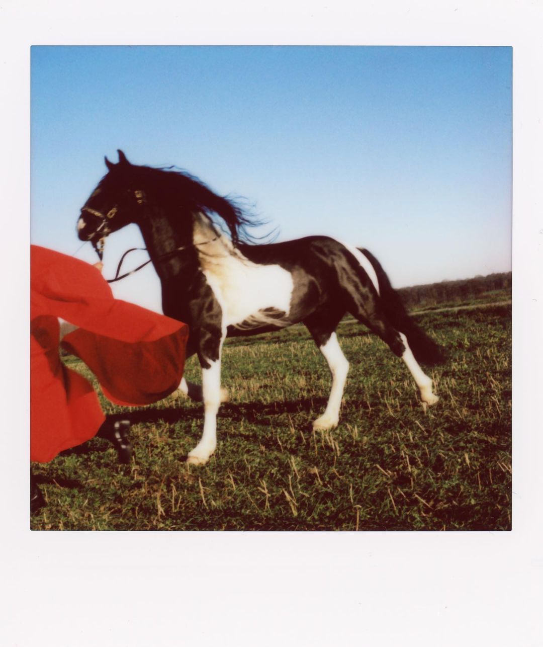 Black and white horse stands in a grassy field beneath a clear blue sky, next to a person in a red garment, captured in a photo.