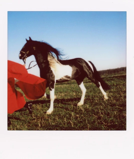 Black and white horse stands in a grassy field beneath a clear blue sky, next to a person in a red garment, captured in a photo.