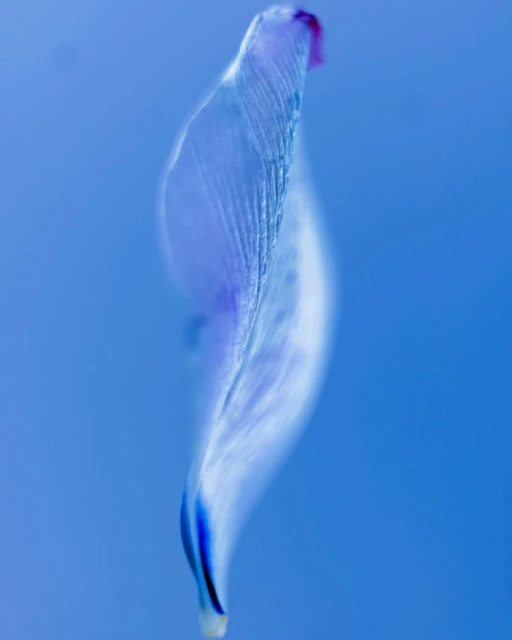 Close-up of a delicate blue petal with visible textures against a smooth, gradient blue background in a soft, dreamy, and ethereal style.