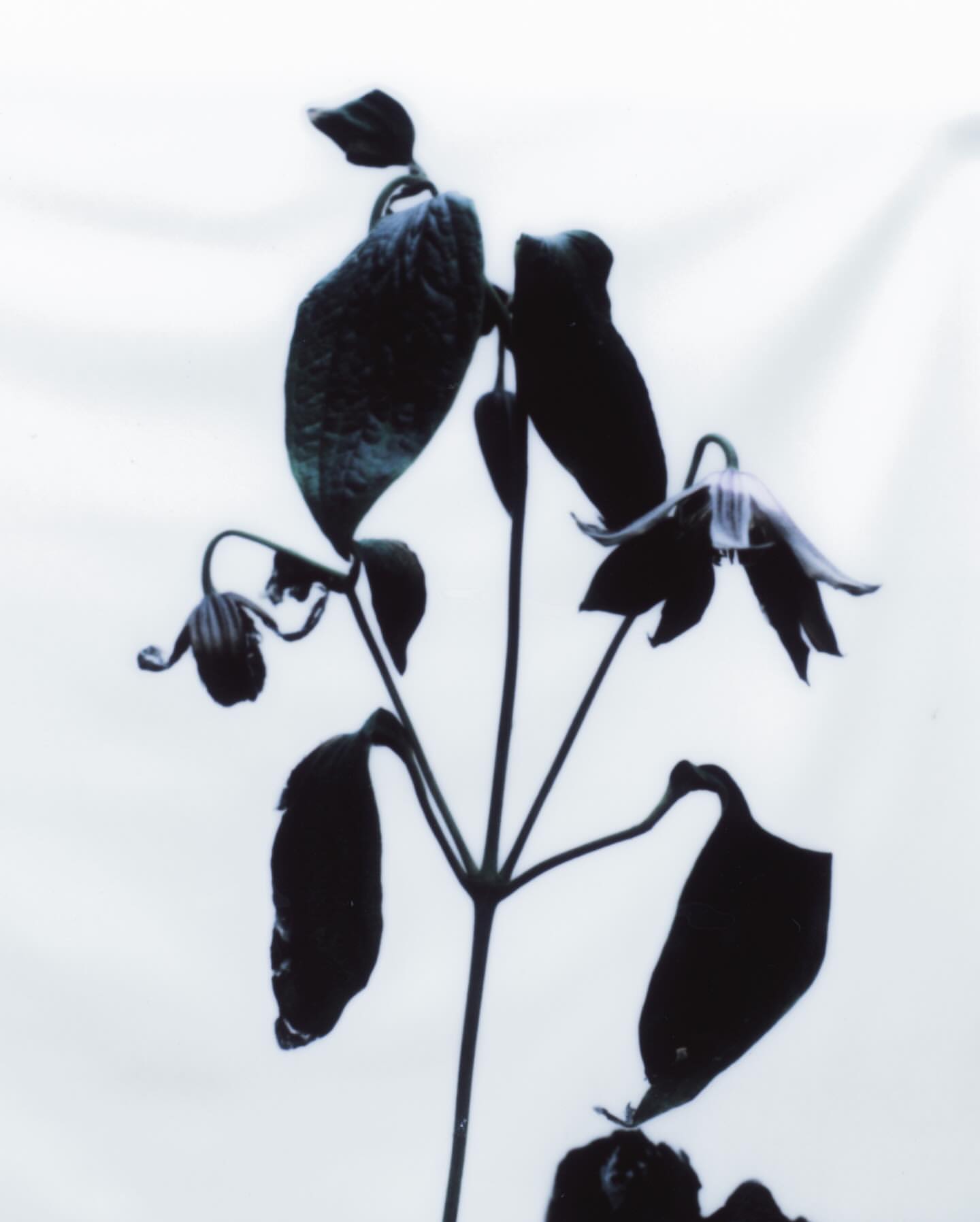 Monochrome photograph of a plant with flower buds and leaves against a bright, clean white background showcasing botanical beauty.