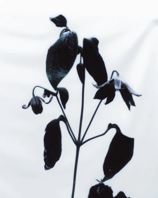 Monochrome photograph of a plant with flower buds and leaves against a bright, clean white background showcasing botanical beauty.