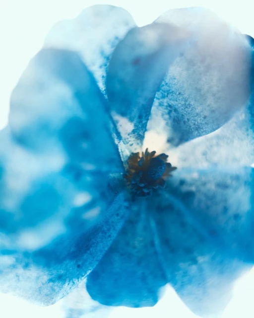Close-up of a blue flower with white undertones and a yellow center, showcasing its delicate petals and intricate details.