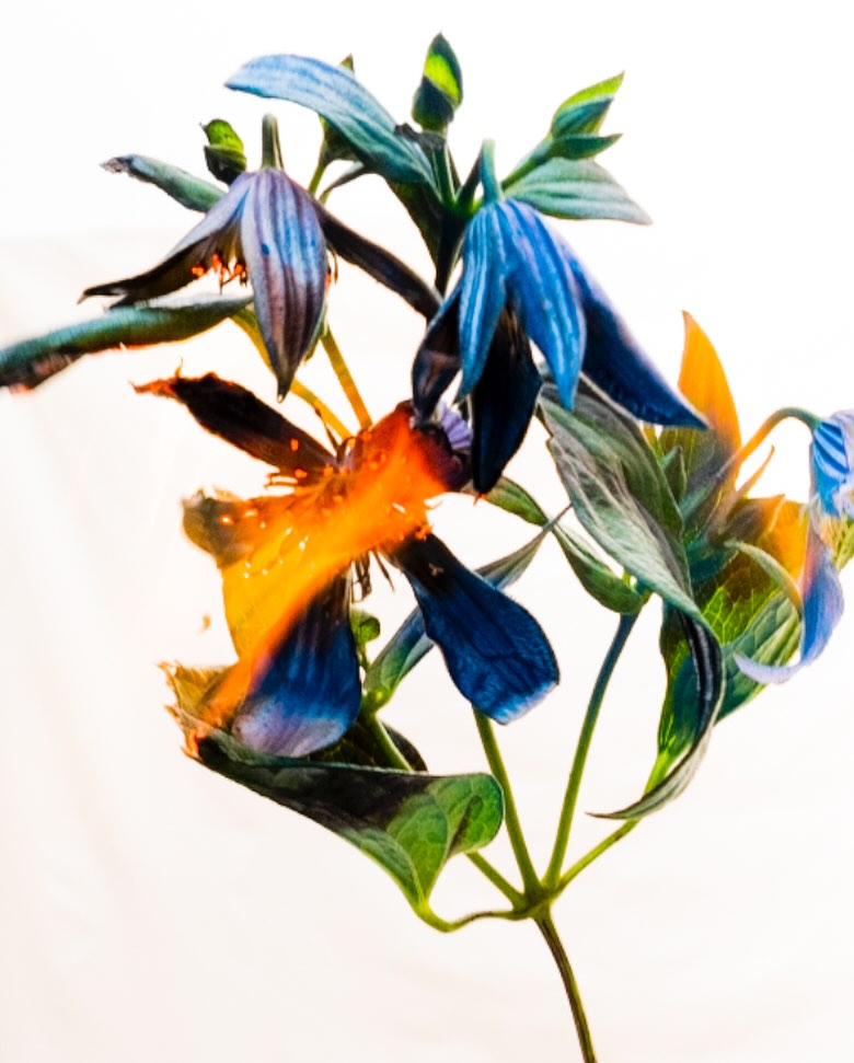 Close-up botanical photography of unique blue flowers with vibrant orange stamen against a bright white background.