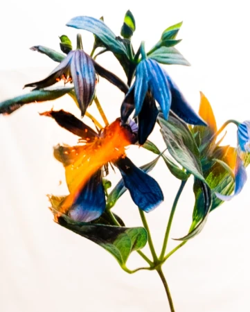Close-up botanical photography of unique blue flowers with vibrant orange stamen against a bright white background.