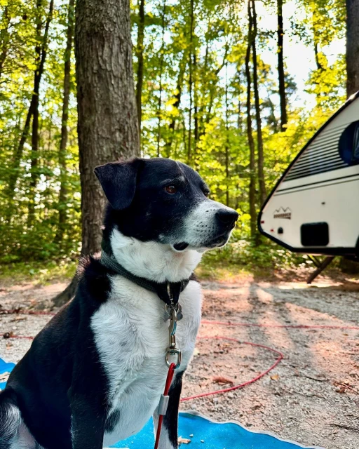 A black and white dog sits in a forest, a camping trailer visible in the background. The dog wears a collar and leash.