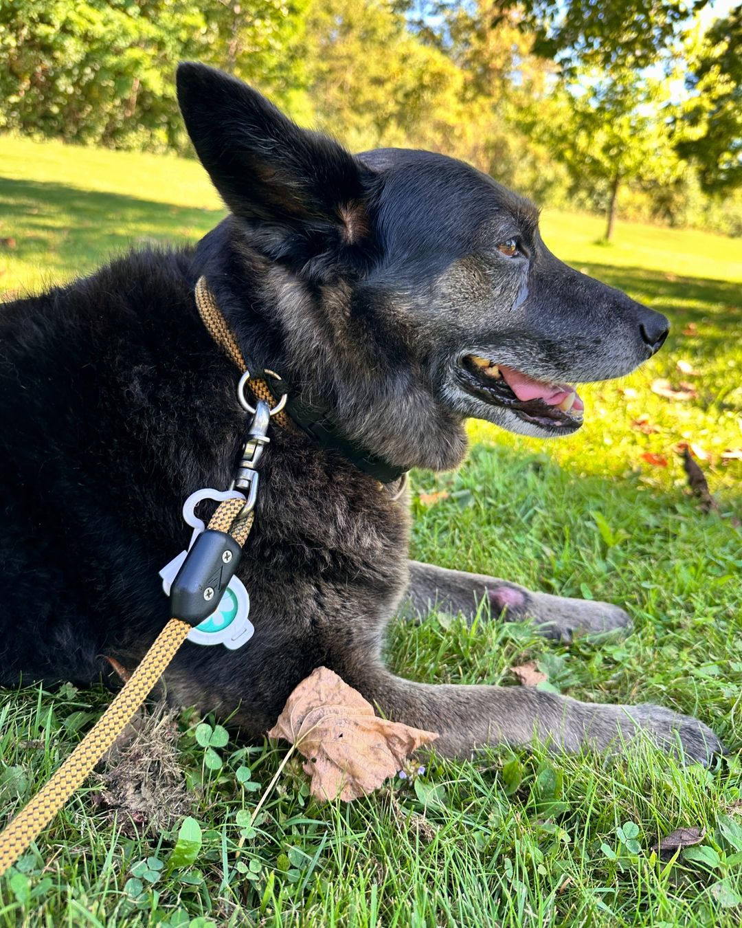 Black shepherd dog laying in the green grass on a sunny day with a tan leash attached to its collar, surrounded by trees.