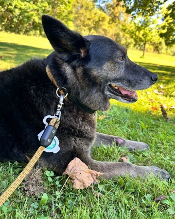 Black shepherd dog laying in the green grass on a sunny day with a tan leash attached to its collar, surrounded by trees.