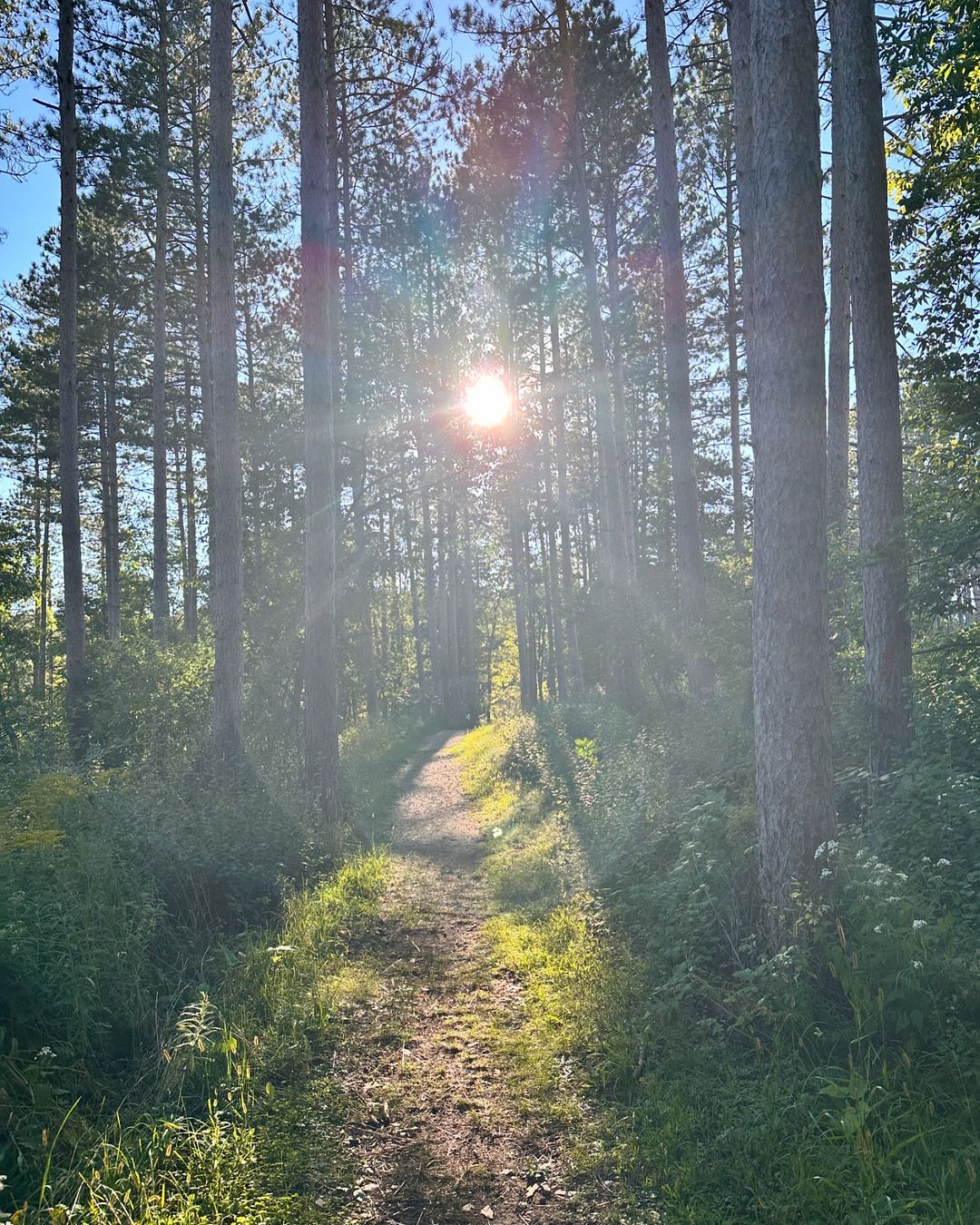 Sun shines through tall trees in a forest, illuminating a dirt path. Nature and sunlight create a scenic outdoor landscape.