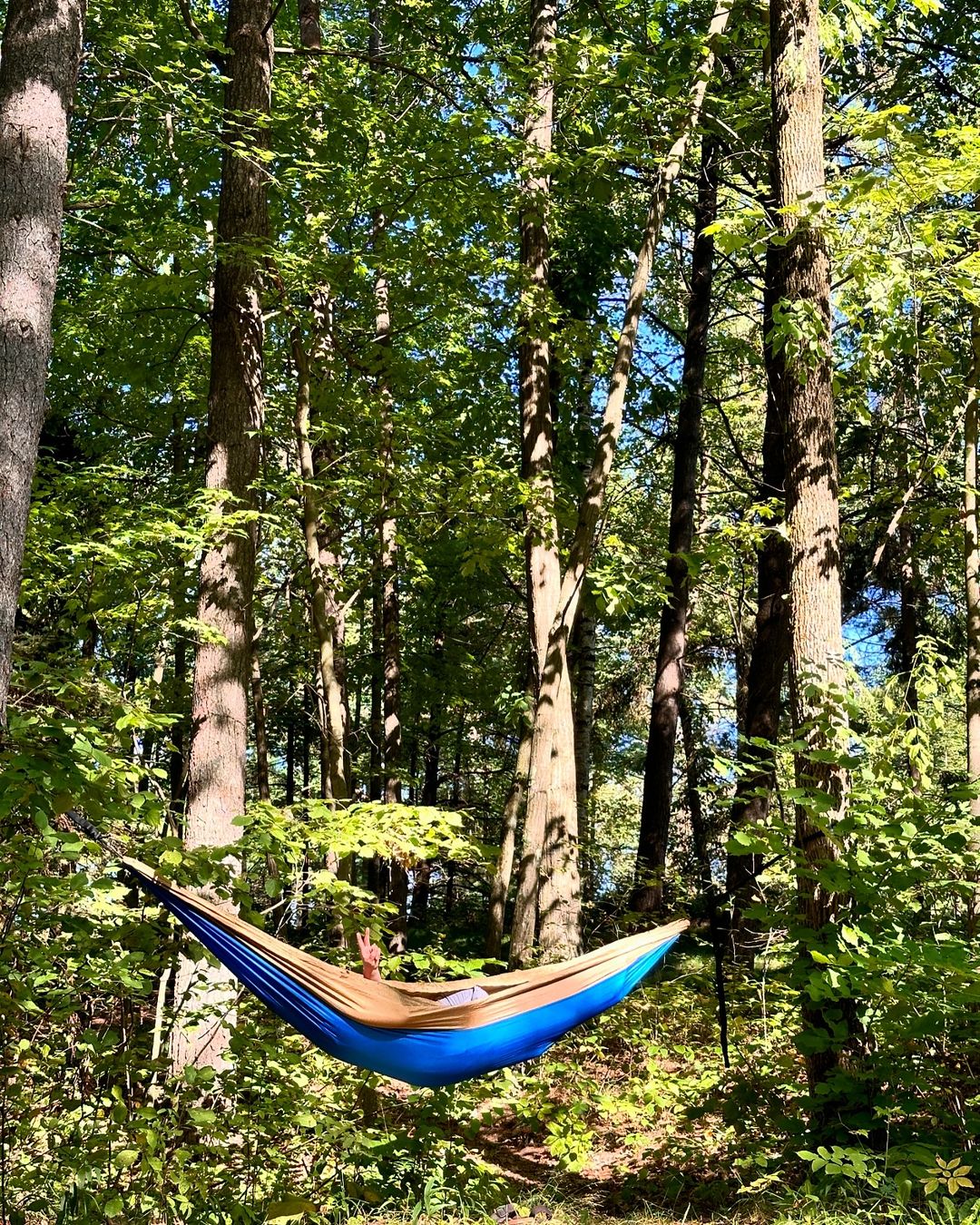 Adult relaxing in a blue and brown hammock hung between trees in a lush green forest setting under a sunny sky with green foliage.