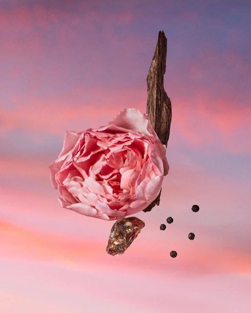 Macro still life of a pink rose, small black peppercorns, amber stone, and a rough wooden stick levitating in front of a peach-colored sky.