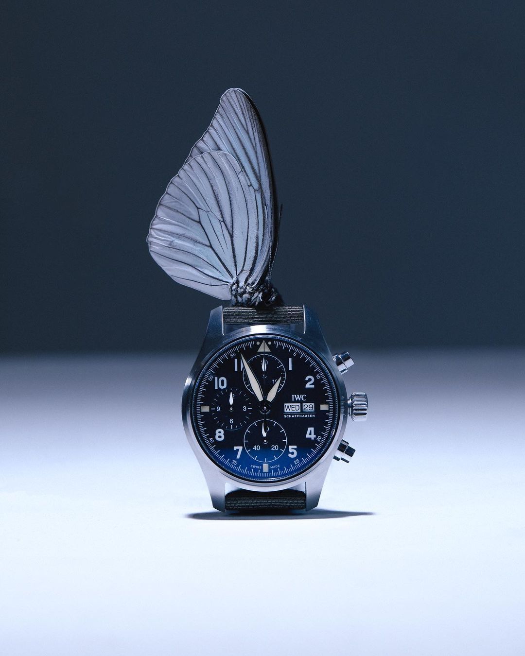 Elegant IWC Pilot's Watch with a delicate white butterfly perched on top, creating a striking juxtaposition against a gradient backdrop.