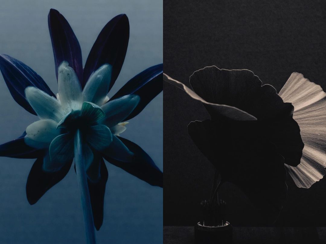 Botanical still life diptych featuring a backlit blue flower in bloom and a contrasting dark flower with light emanating through the petals.