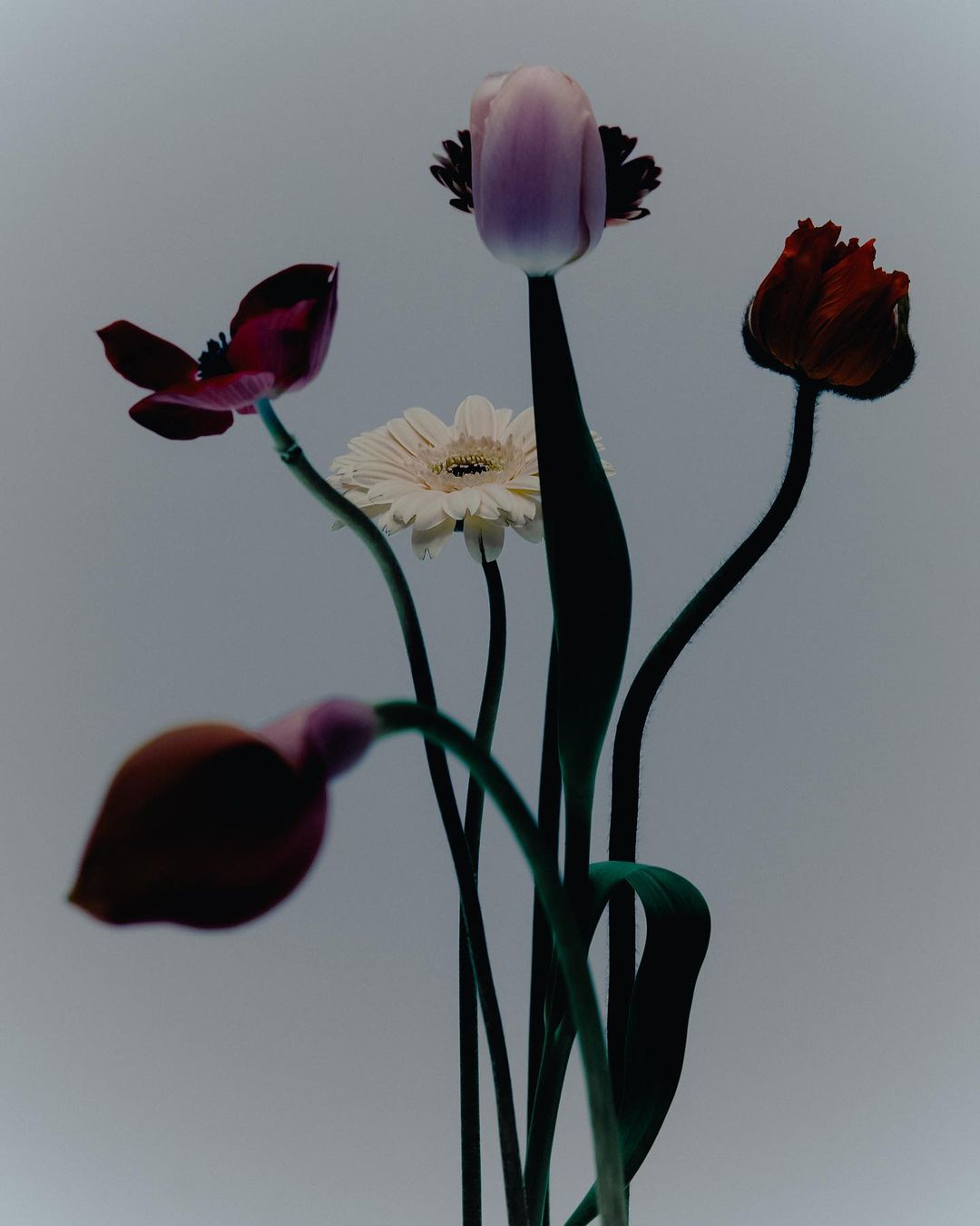 Floral still life featuring a vibrant bouquet of tulips, gerbera, and anemone flowers with smooth stems on a soft gray background.