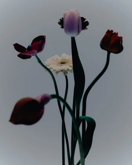 Floral still life featuring a vibrant bouquet of tulips, gerbera, and anemone flowers with smooth stems on a soft gray background.
