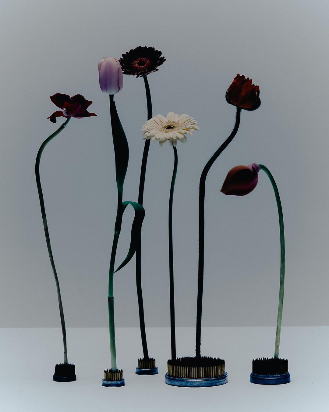 Still life of assorted cut flowers including gerbera daisies and tulips displayed in kenzan floral frogs on a white surface and gray background.