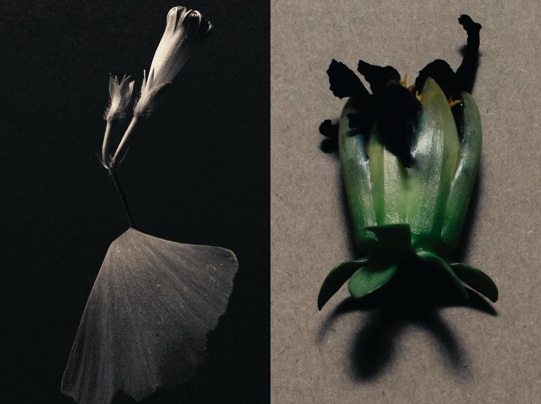Botanical still life split-screen with closed flower bud on a stem with a ginkgo leaf and seed pod of a dark flower on grey.