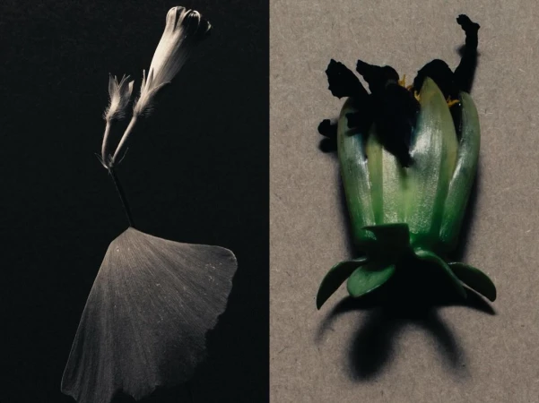 Botanical still life split-screen with closed flower bud on a stem with a ginkgo leaf and seed pod of a dark flower on grey.