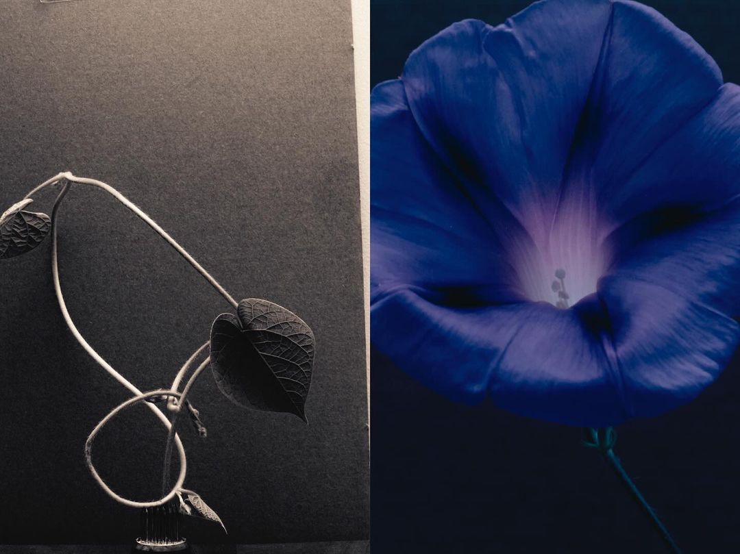 Monochromatic botanical diptych: grayscale vine with leaves, contrasted by a vibrant blue flower blossom on a dark background.