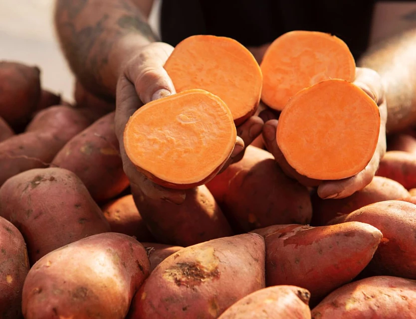 Close-up of halved sweet potatoes held in a hand, revealing their vibrant orange flesh, with a pile of potatoes in the background.
