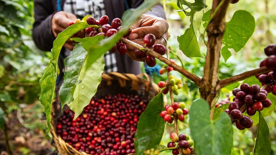 Coffee bean harvesting: a close-up of a person's hands picking ripe red coffee cherries from a branch and placing them in a woven basket.