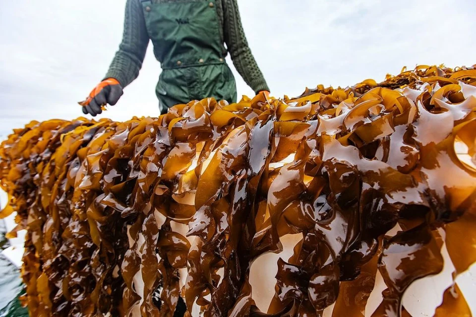 Close up of harvested seaweed being held by a person in a dark green overall with orange gloves in an outdoor environment.