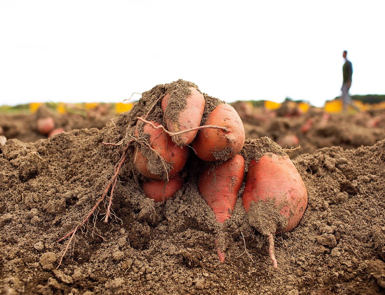 Freshly harvested sweet potatoes piled in a field, covered in soil with a person walking in the background on a sunny day.