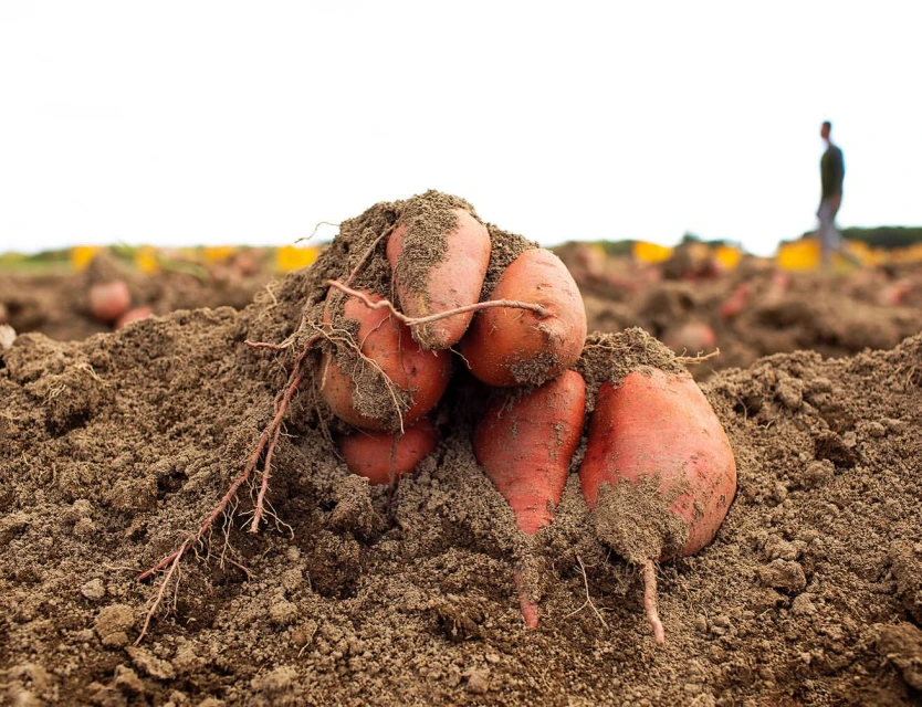 Freshly harvested sweet potatoes piled in a field, covered in soil with a person walking in the background on a sunny day.