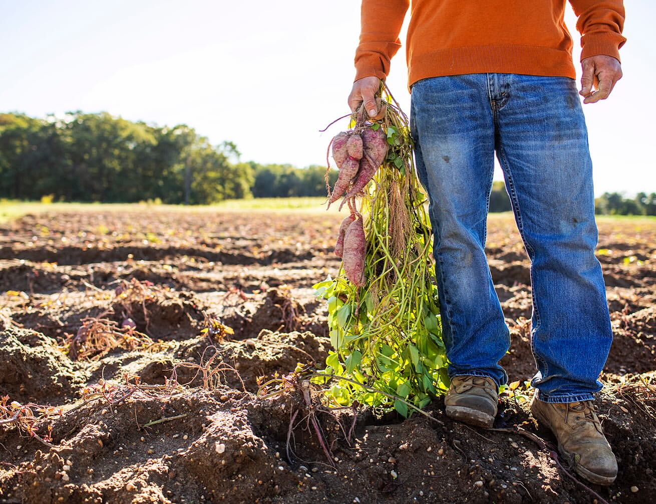 An unidentifiable person standing on a farm, holding a bundle of sweet potatoes with green leaves in the daylight.