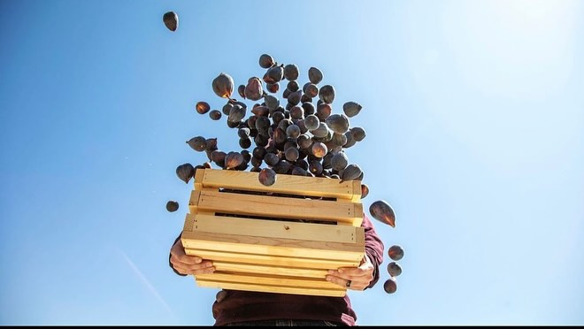 Wooden crate filled with figs being held up against a bright blue sky, in a low angle shot.