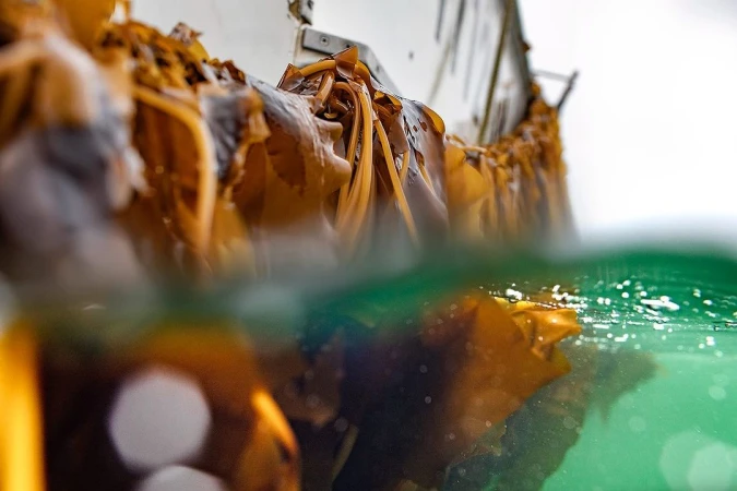 Close-up of golden-brown seaweed floating atop and beneath the surface of clear, greenish-blue ocean water on a bright day.