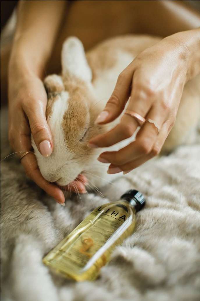 Close-up of woman's hands gently petting a white and tan rabbit lying on a furry blanket with a bottle of oil nearby.