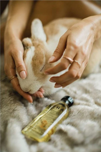 Close-up of woman's hands gently petting a white and tan rabbit lying on a furry blanket with a bottle of oil nearby.