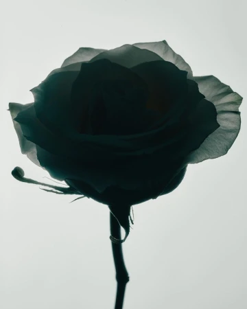 Dramatic close-up silhouette of a single rose on a stem against a bright white background, creating a high-contrast, minimalist floral image.
