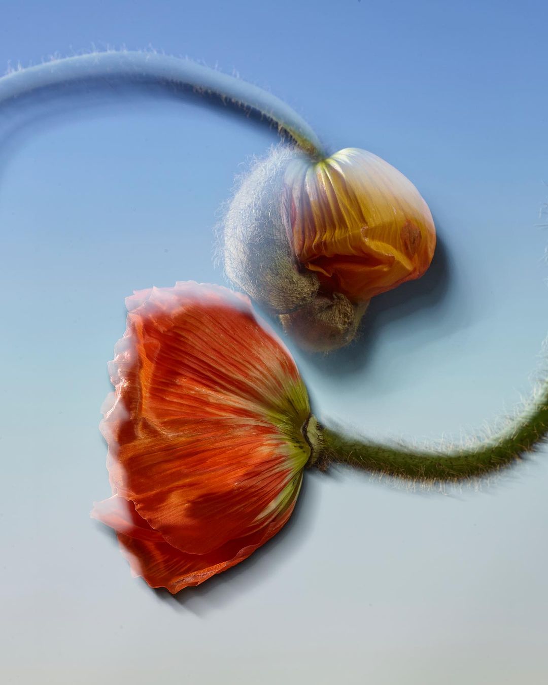 Close-up of two poppy flower blossoms with orange petals and furry stems against a light blue background.