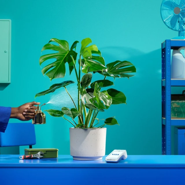 Indoor shot of a Monstera plant being watered by a person with a brass sprayer, set on a blue desk with a turquoise wall behind.