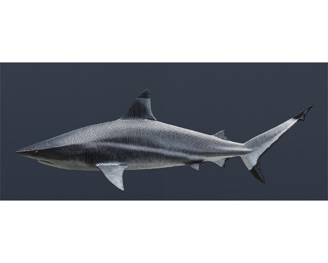 Detailed digital art of a shark with a close-up profile view on a grey background. The animal has a dark grey and white color scheme.