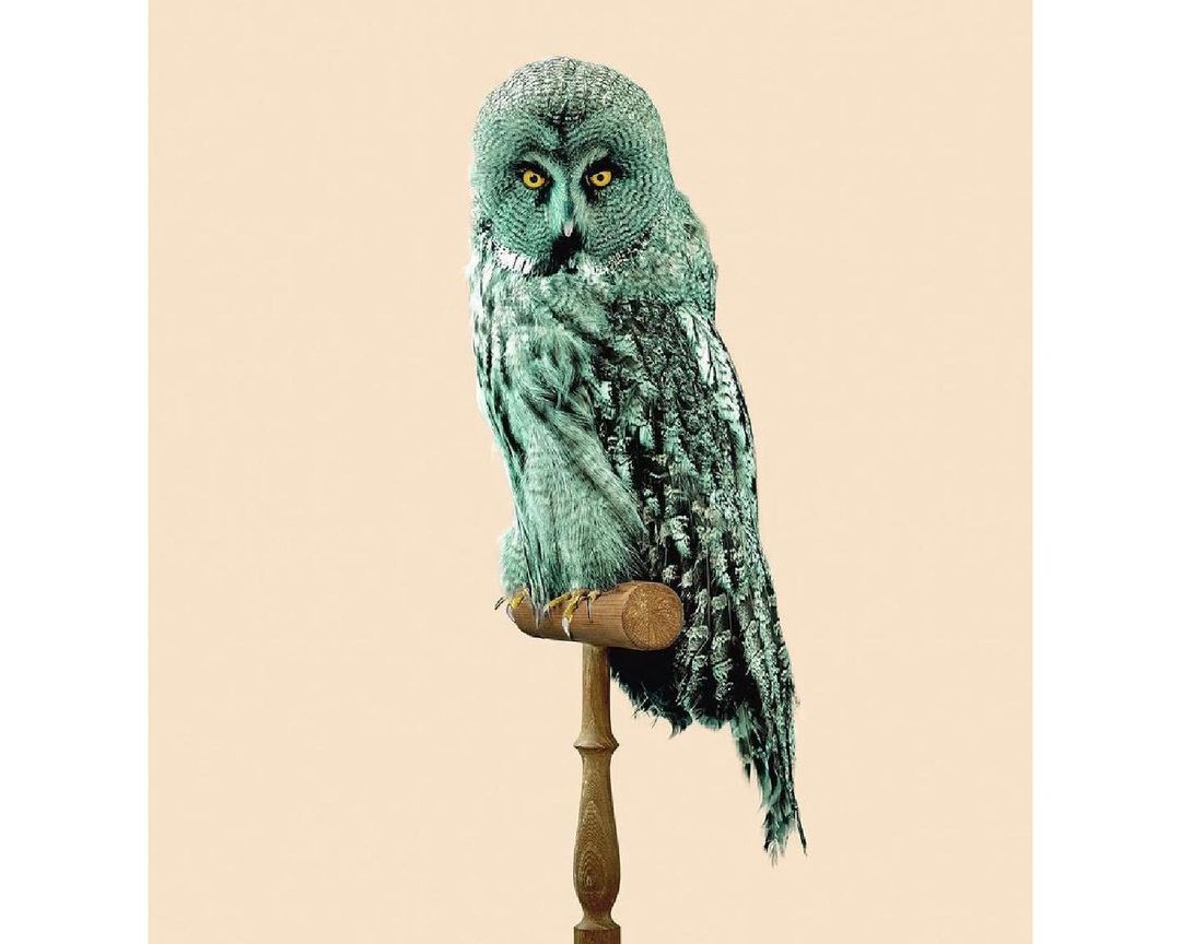 Great grey owl perched on a wooden stand against a neutral background, showcasing detailed feather patterns and piercing yellow eyes.