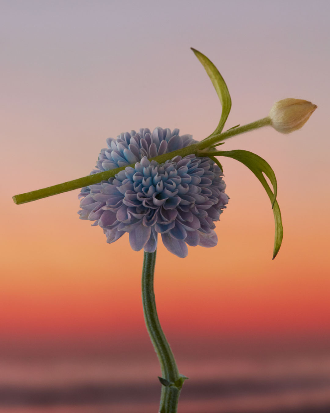 Close-up of a light blue chrysanthemum flower with a flower bud and stem against a gradient background of pastel orange and violet hues.