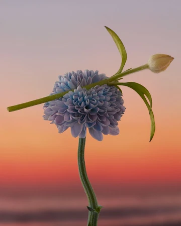 Close-up of a light blue chrysanthemum flower with a flower bud and stem against a gradient background of pastel orange and violet hues.
