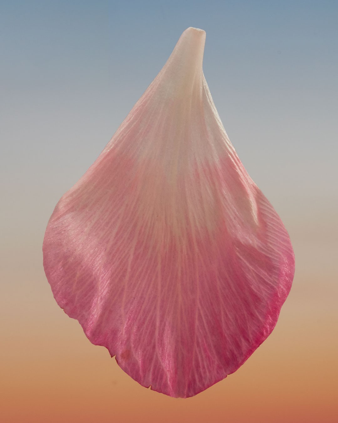 Macro photograph of a pink flower petal with a veined texture against a gradient background of light blue and orange, studio lighting.