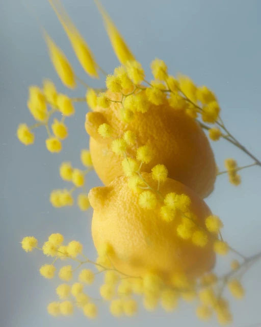 Still life shot of two lemons stacked together with yellow mimosa flowers against a light blue background creating a soft, dreamy atmosphere.