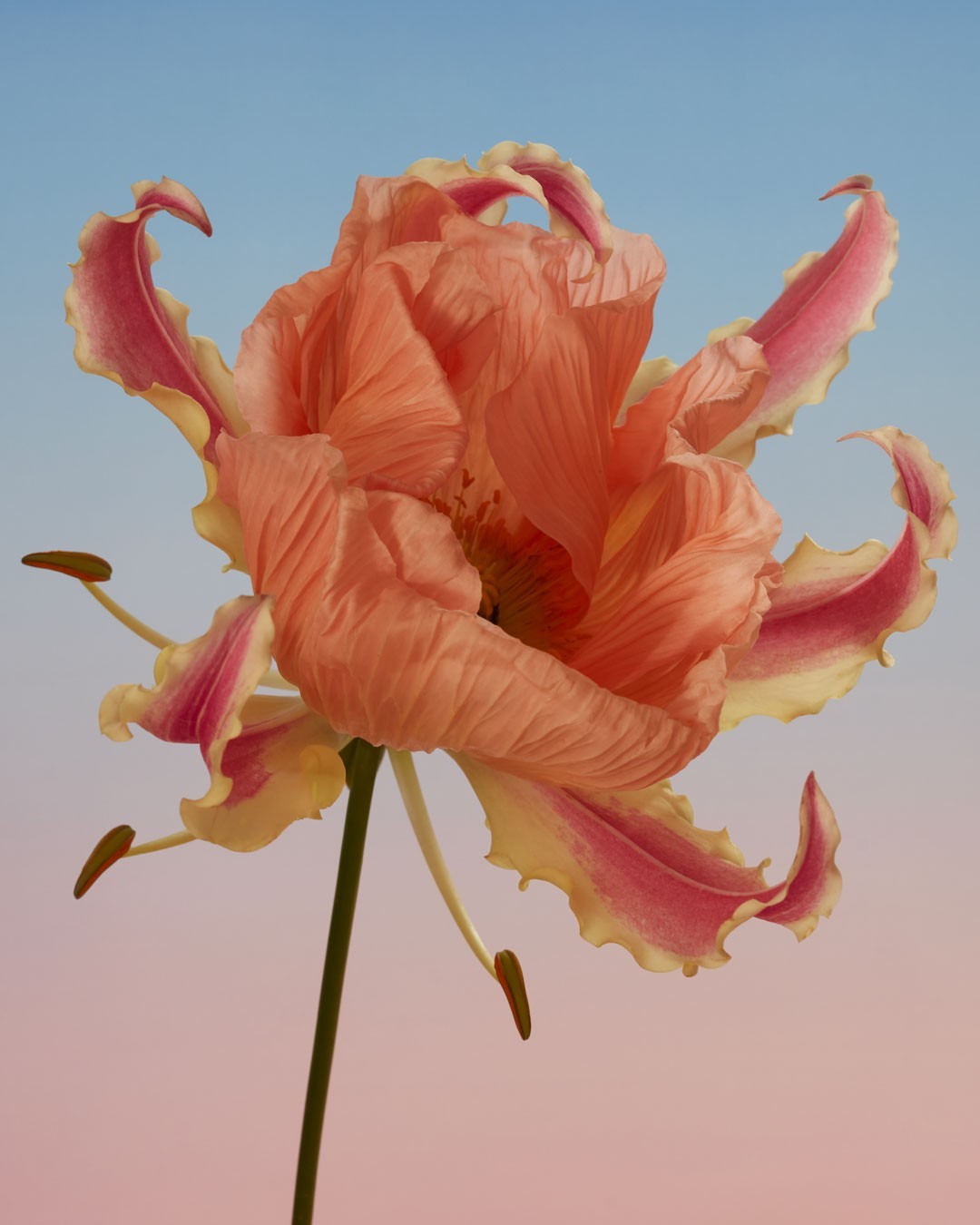 Striking close-up of a single, large pink lily blossom with frilled edges, set against a gradient of soft blue and peach tones.