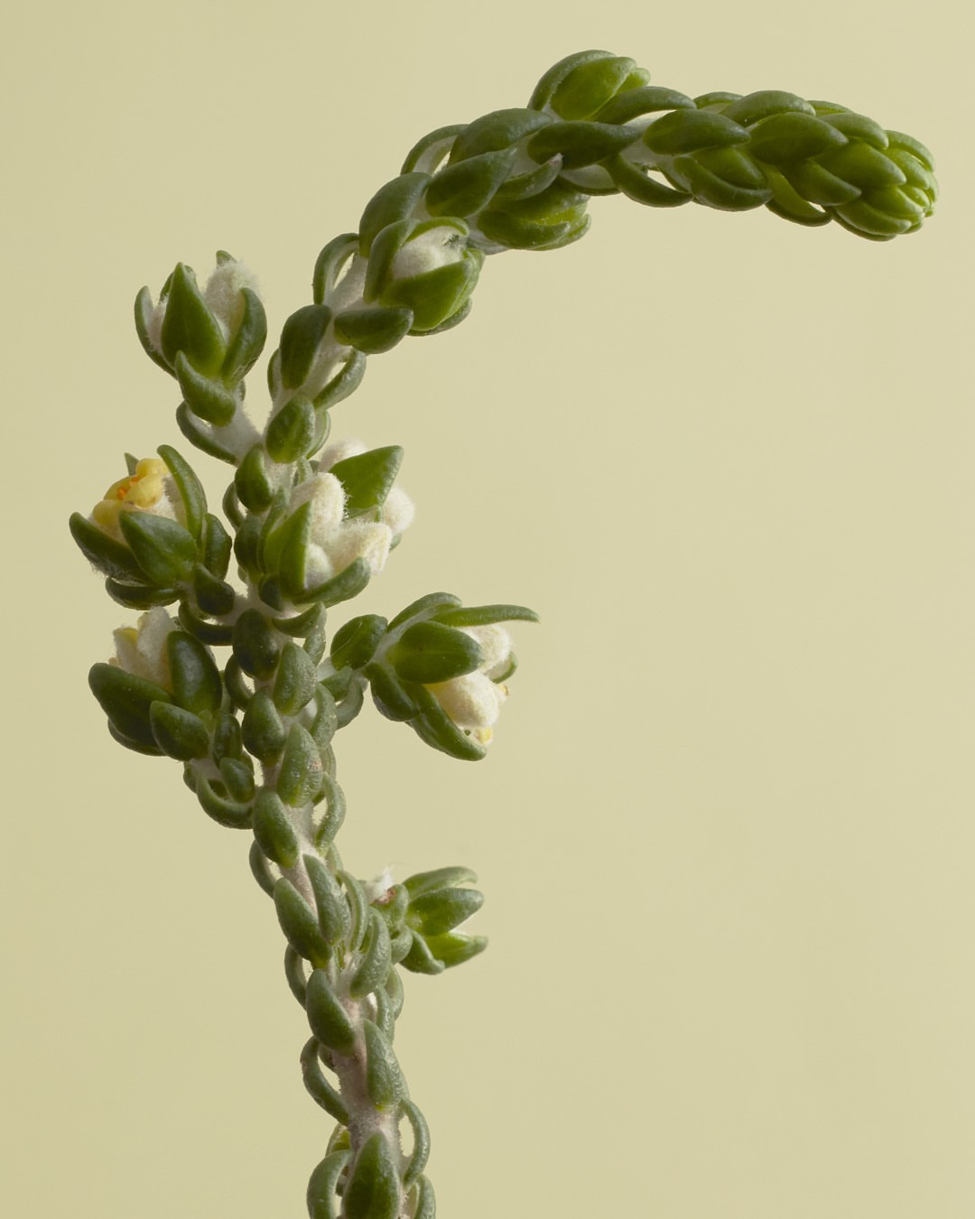 Close-up of a curved green plant stem with white flowers, set against a soft yellow background, highlighting natural detail and texture.